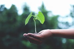 product owner plant